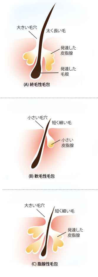 もう繰り返さない 顎ニキビの原因と対策まるわかり解説 摩耶堂製薬 ロート製薬グループ