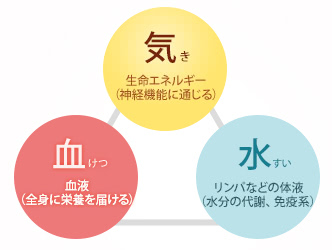 気（き）：生命エネルギー（神経機能に通じる）。血（けつ）：血液（全身に栄養を届ける）。水（すい）：リンパなどの体液（水分の代謝、免疫系）。