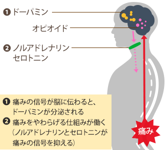 ドーパミン 痛み を 感じ ない