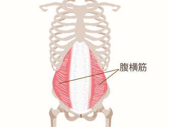 腹横筋