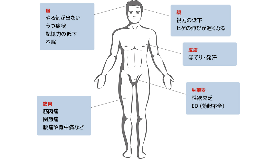 脳：やる気が出ない・うつ症状・記憶力の低下・不眠。顔：視力の低下・ヒゲの伸びが遅くなる。筋肉：筋肉痛・関節痛・腰痛や背中痛など。生殖器：性欲欠乏・ED（勃起不全）。皮膚：ほてり・発汗