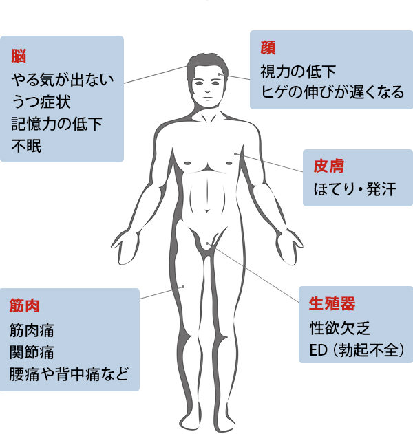 脳：やる気が出ない・うつ症状・記憶力の低下・不眠。顔：視力の低下・ヒゲの伸びが遅くなる。筋肉：筋肉痛・関節痛・腰痛や背中痛など。生殖器：性欲欠乏・ED（勃起不全）。皮膚：ほてり・発汗