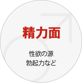 精力面：性欲の源・勃起力など