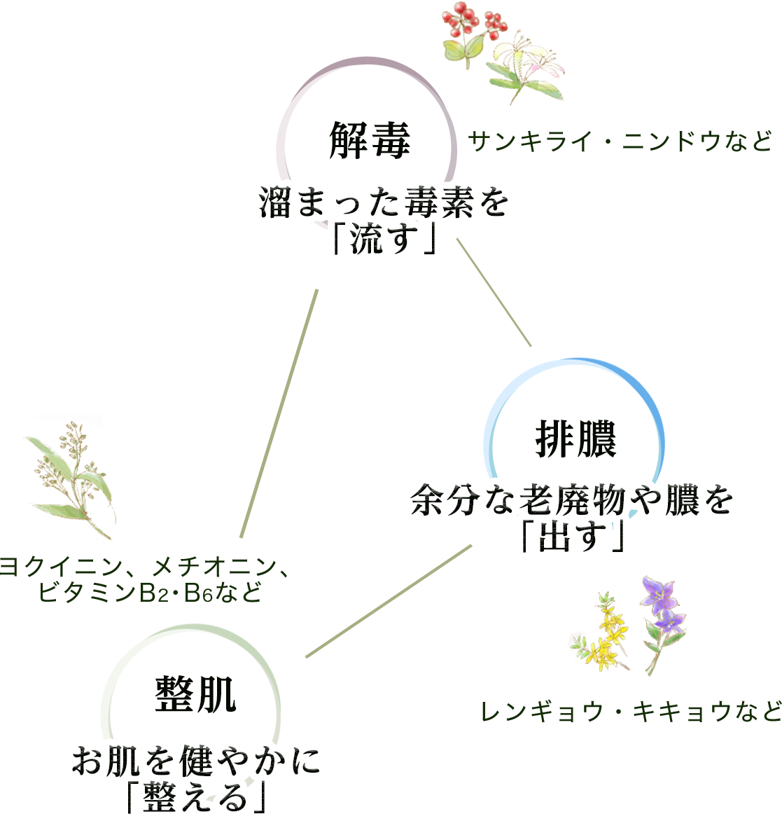 解毒 溜まった毒素を流す 排膿 余分な老廃物や膿を出す 整肌 お肌を健やかに整える